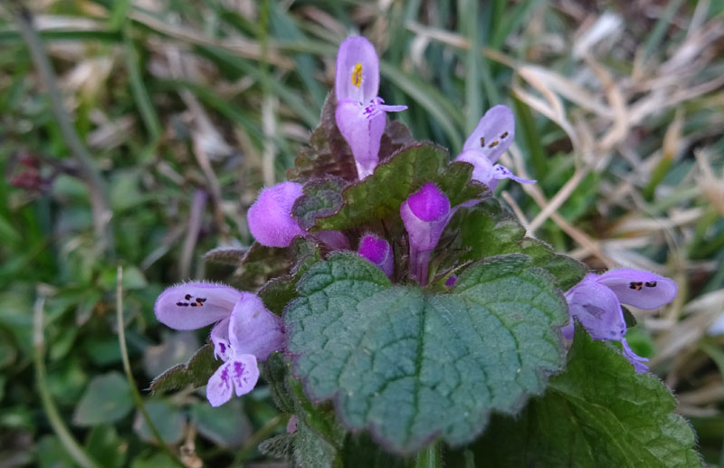 Lamium purpureum / Falsa ortica purpurea